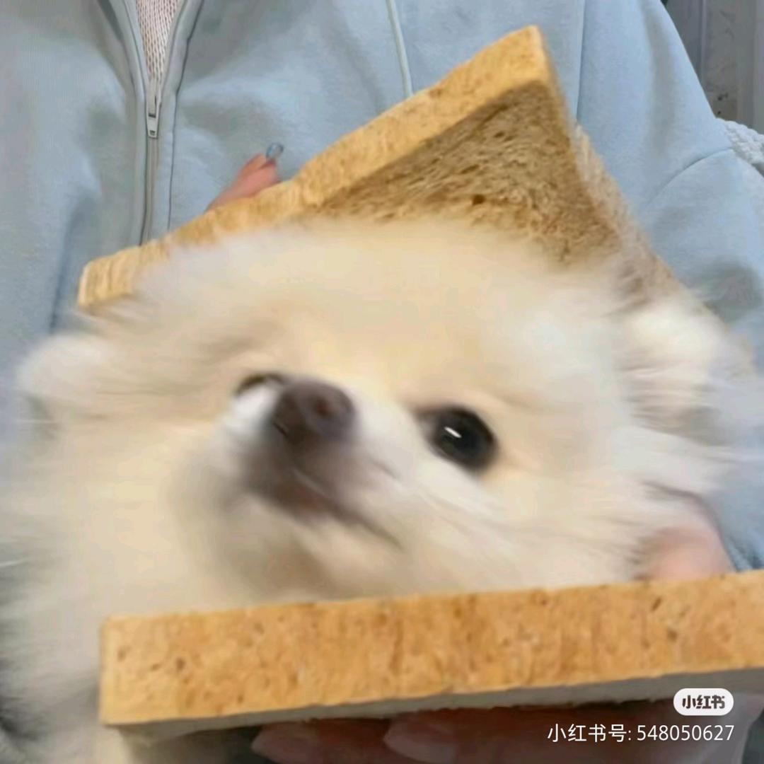 无聊豆沙小面包