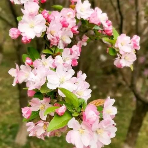 富贵花开
