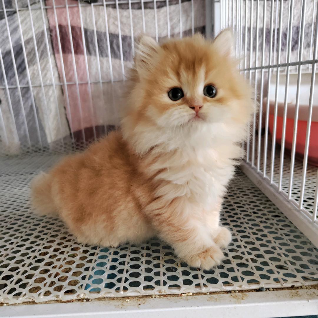 ～金牛猫舍～