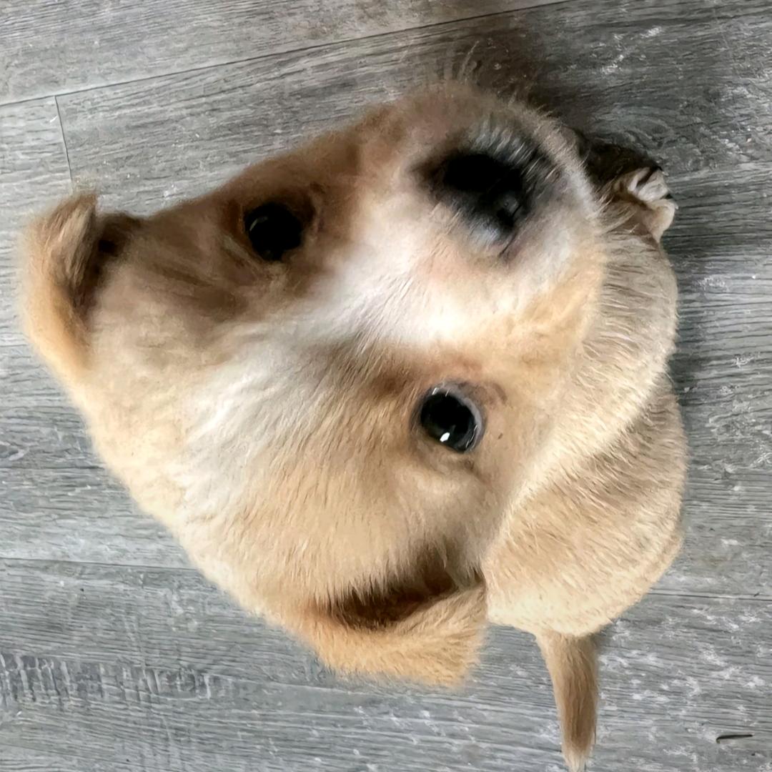 琰焱焱