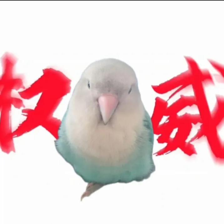 小鹦鹉🦜
