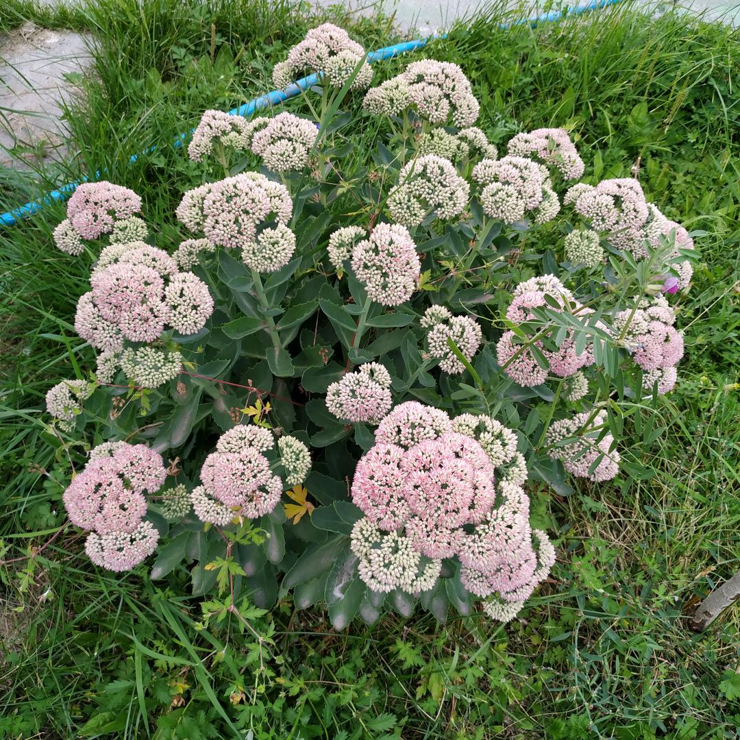 禄盛种植园