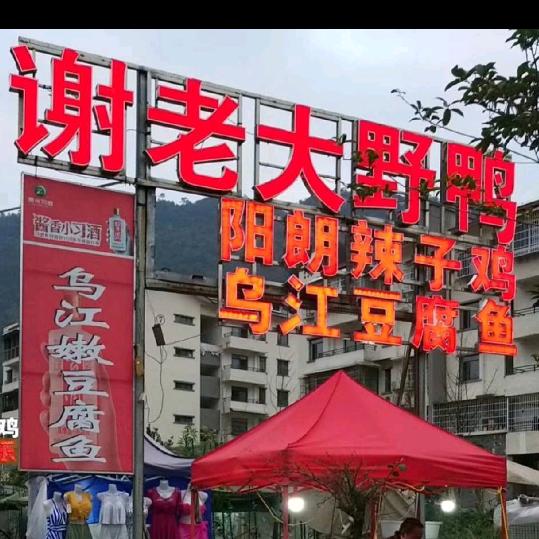 谢老大阳朗鸡