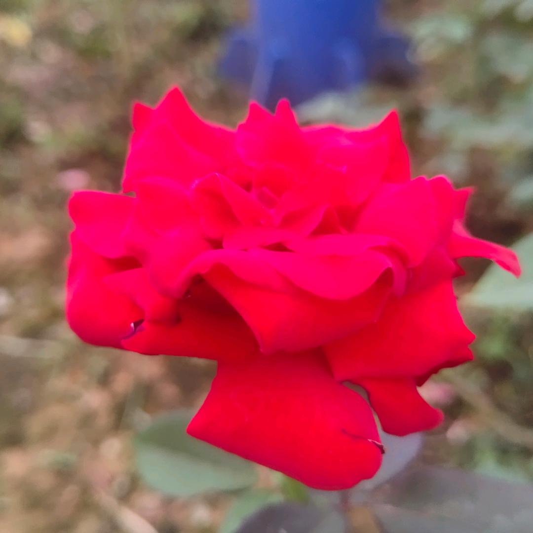 香菜泡饭🌿