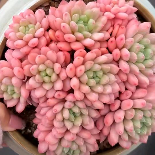多肉繁星馆