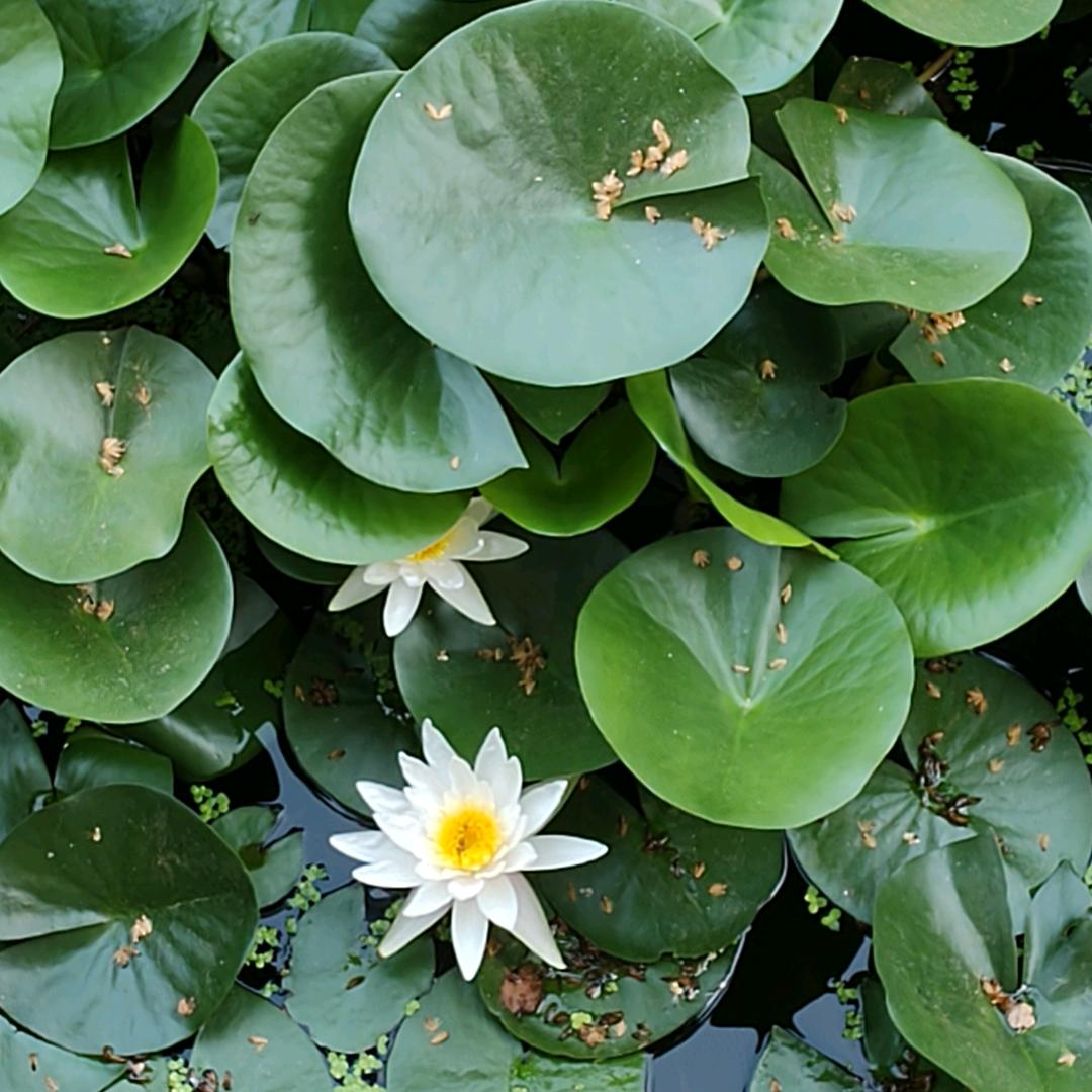 ୫᭄上ଫ上签ᝰ᭄