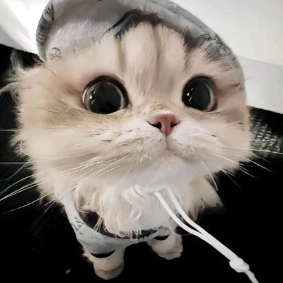 LT华