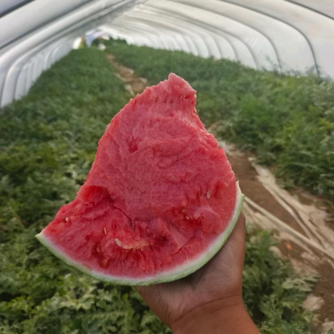 AAA天津武清麒麟西瓜