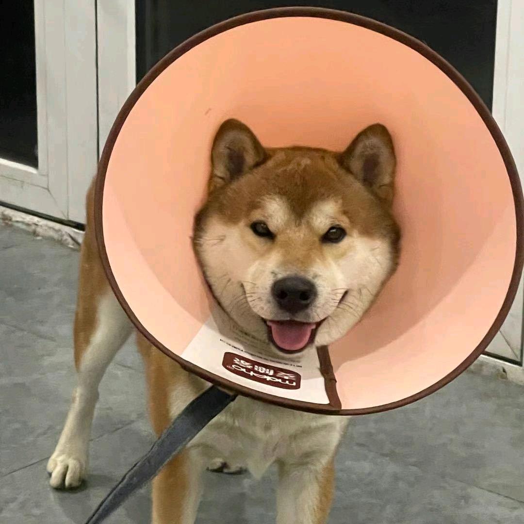 爱冒险的高