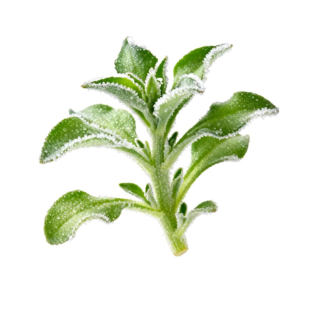 我叫三只青蛙🐸