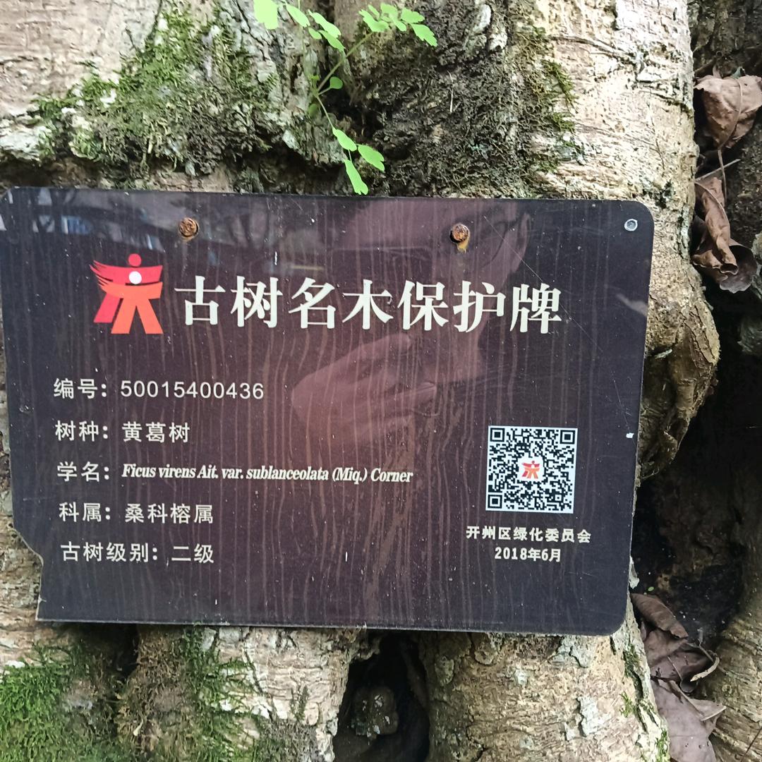 贺云中