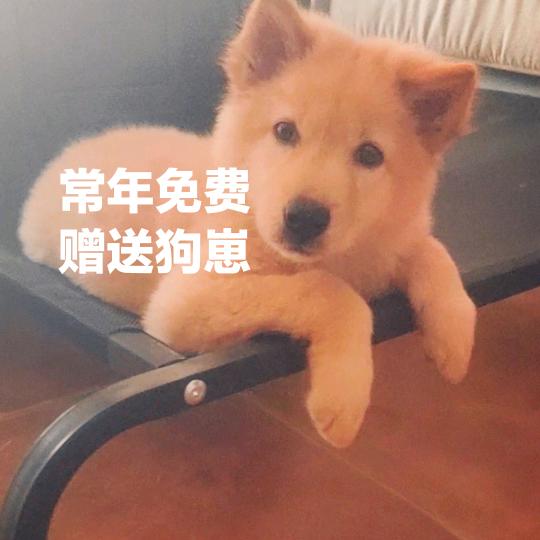 小兔兔