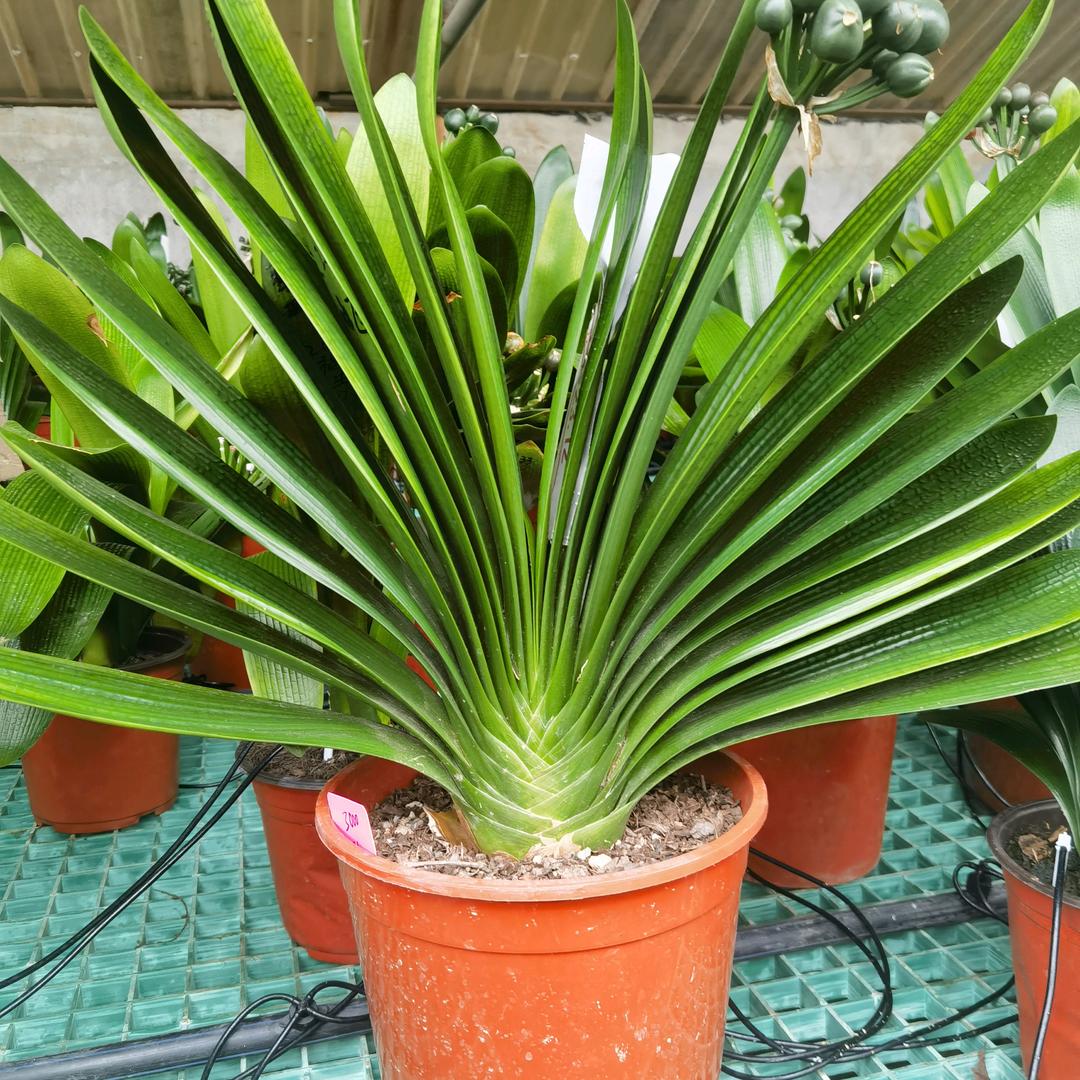 幸福人生君子兰