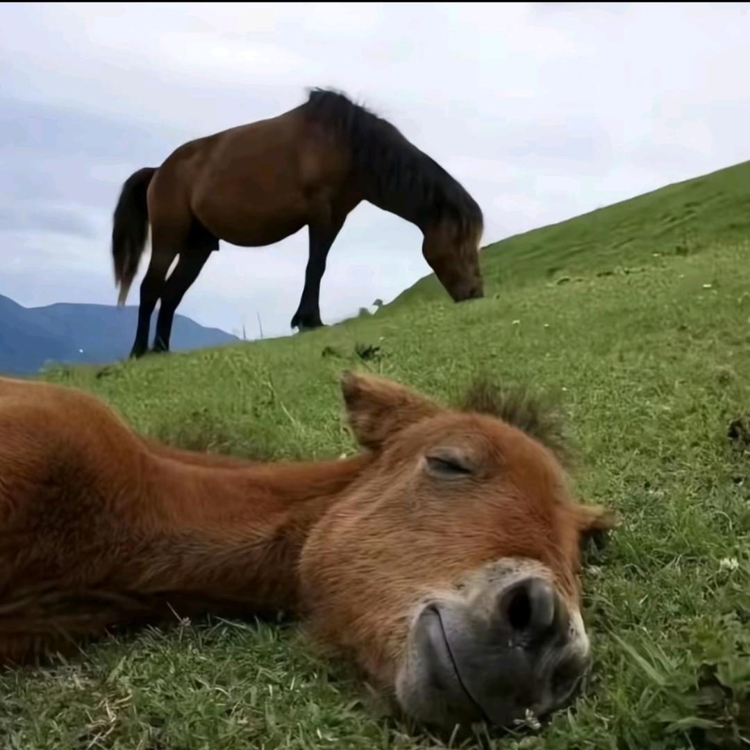 网恋秀牛被威胁