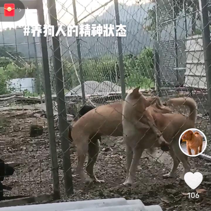 土狗繁殖