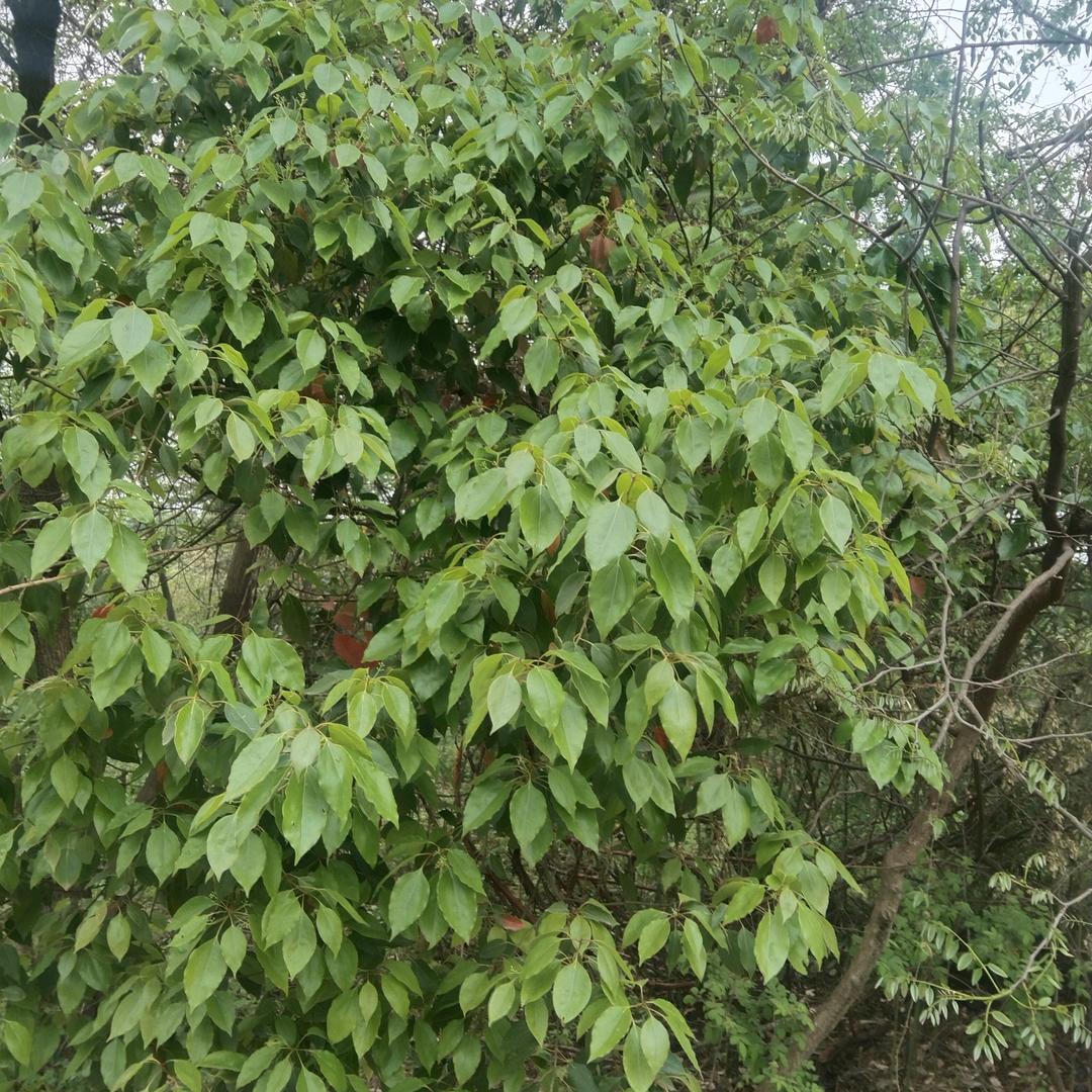 快乐的小鸟