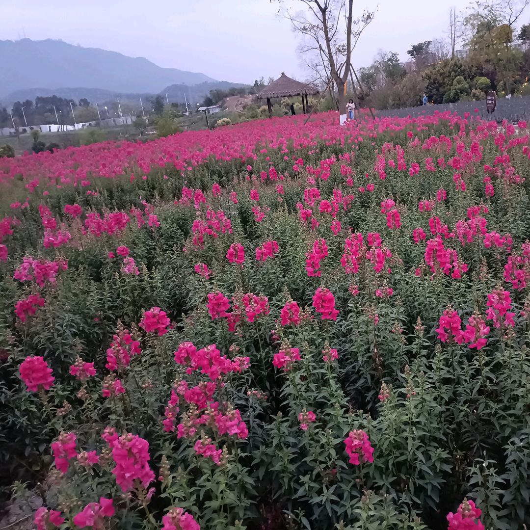 盛开的兰花