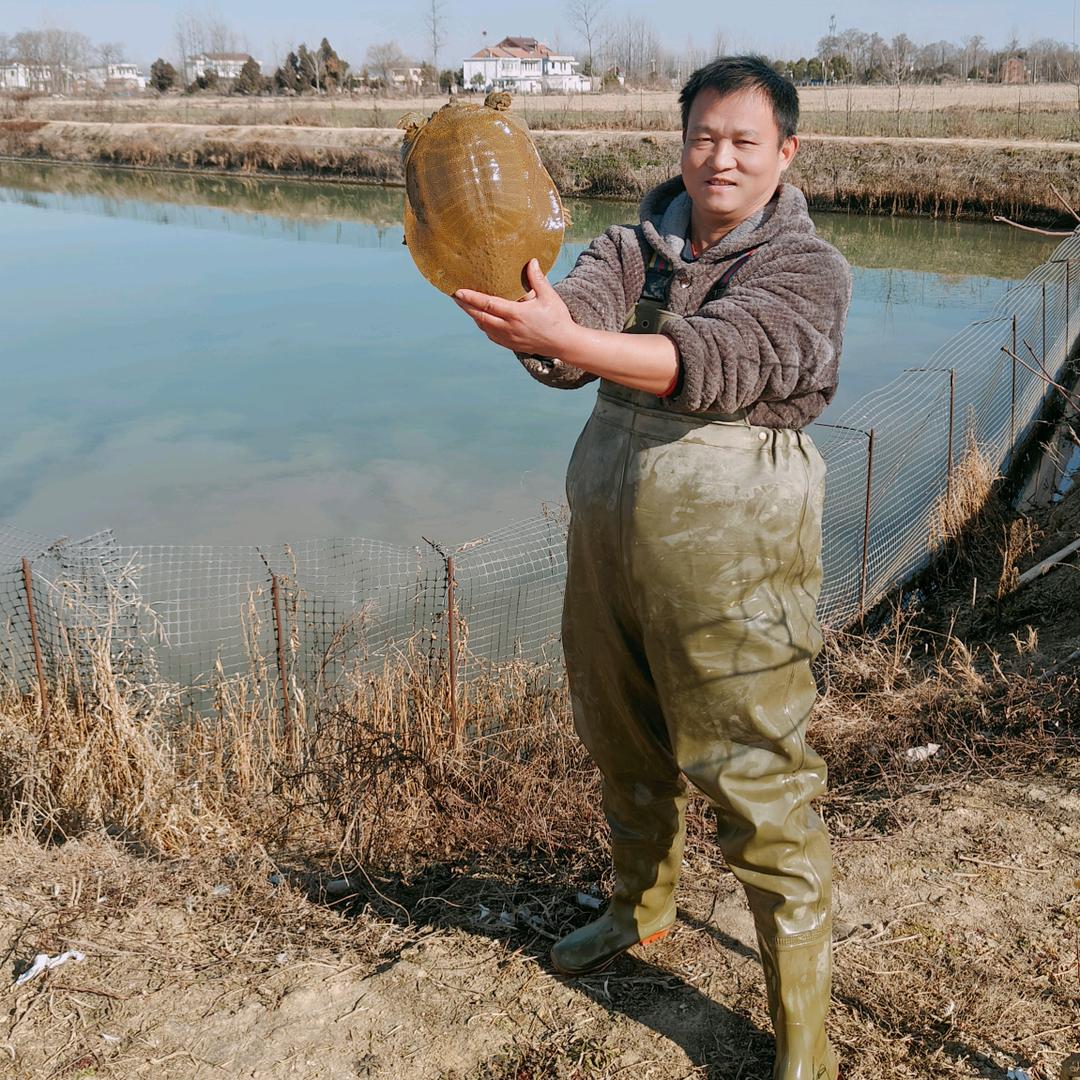 魏氏水产养殖（水产甲鱼）