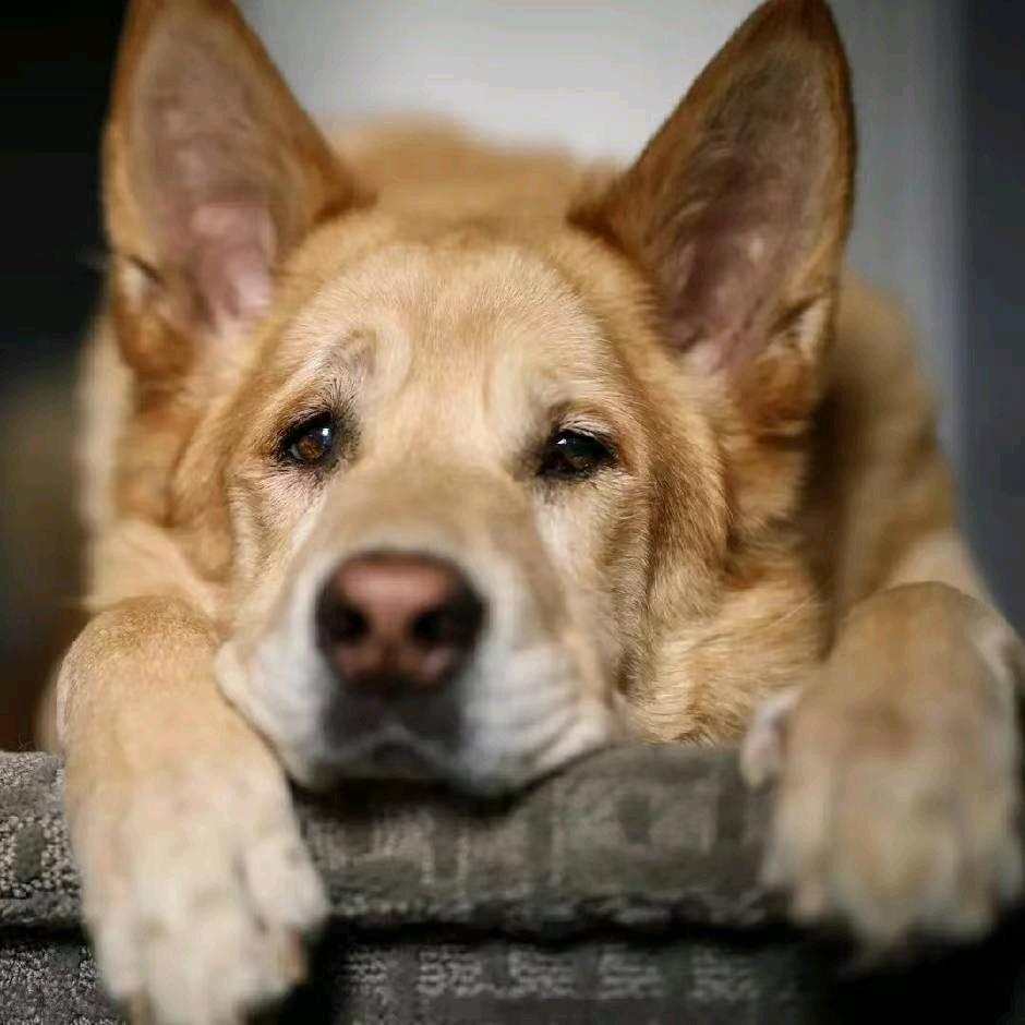 X欢欢Олег（奥列格）