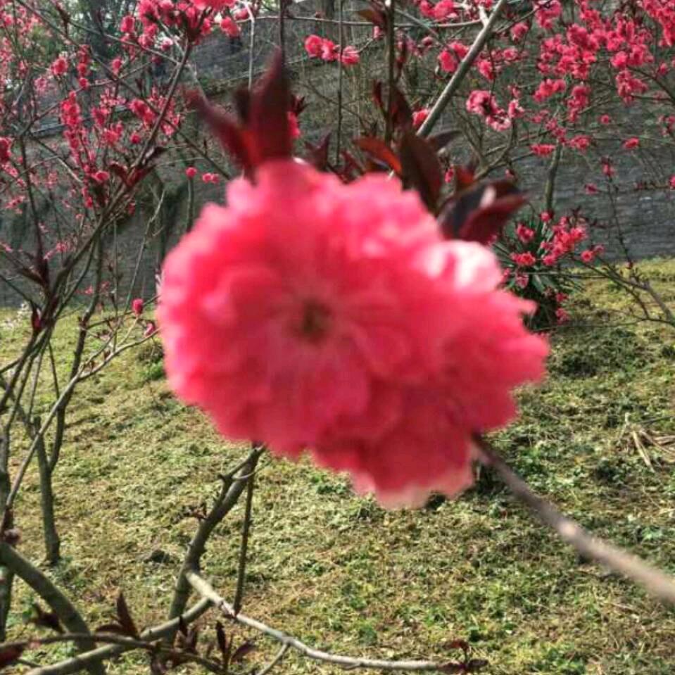 花开伤离合