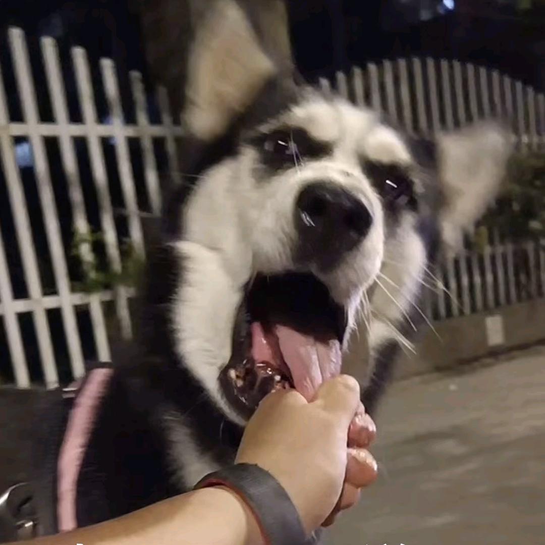 埋头苦干读煌书