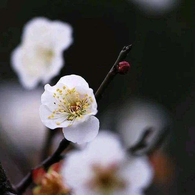 木炎