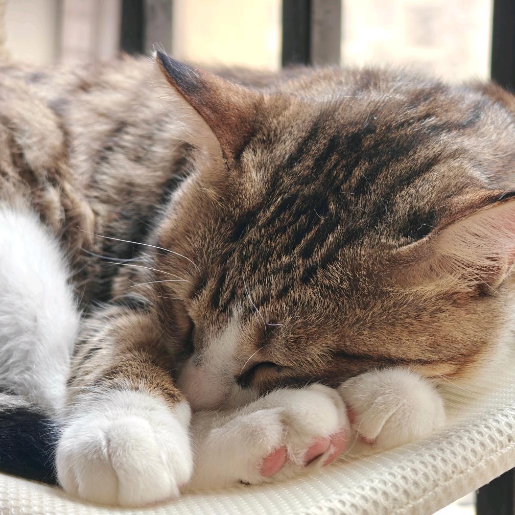 东方铲屎官(🐱猫猫鲜食)