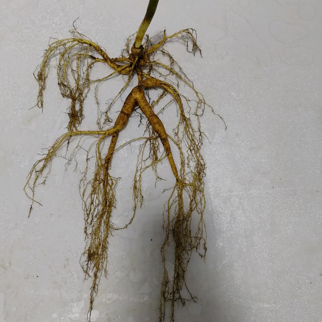 聚缘参茸