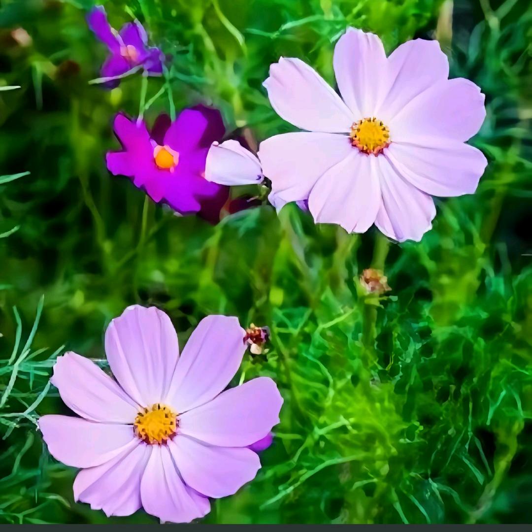 春暖花🌺开