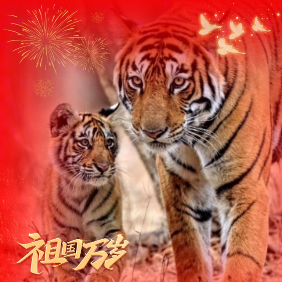 大飞