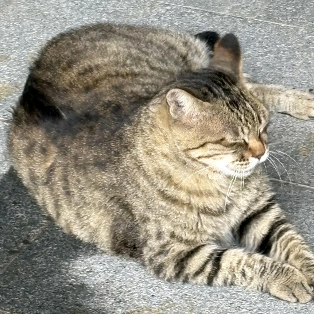 小雨淅淅我的网名