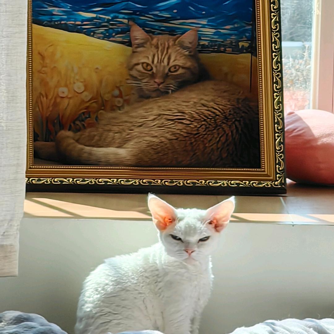 拉胯是只猫