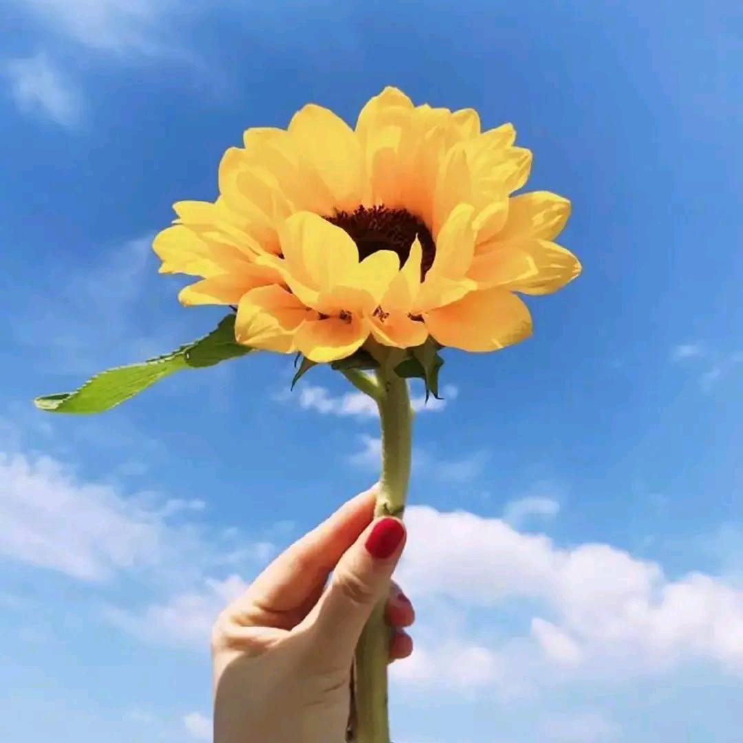 🌻🌻🌻🌻🌻