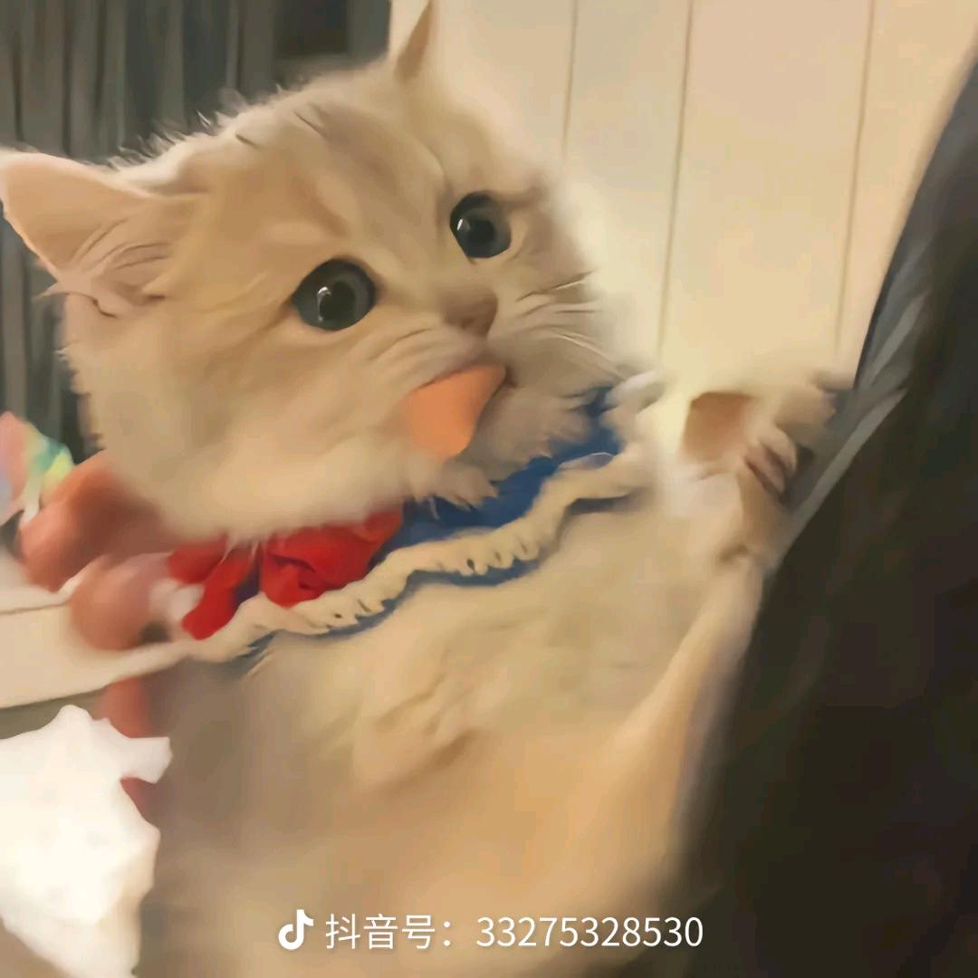 爱🐾意随风起.💘love