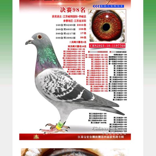 江蘇峻翔国际职业赛鸽