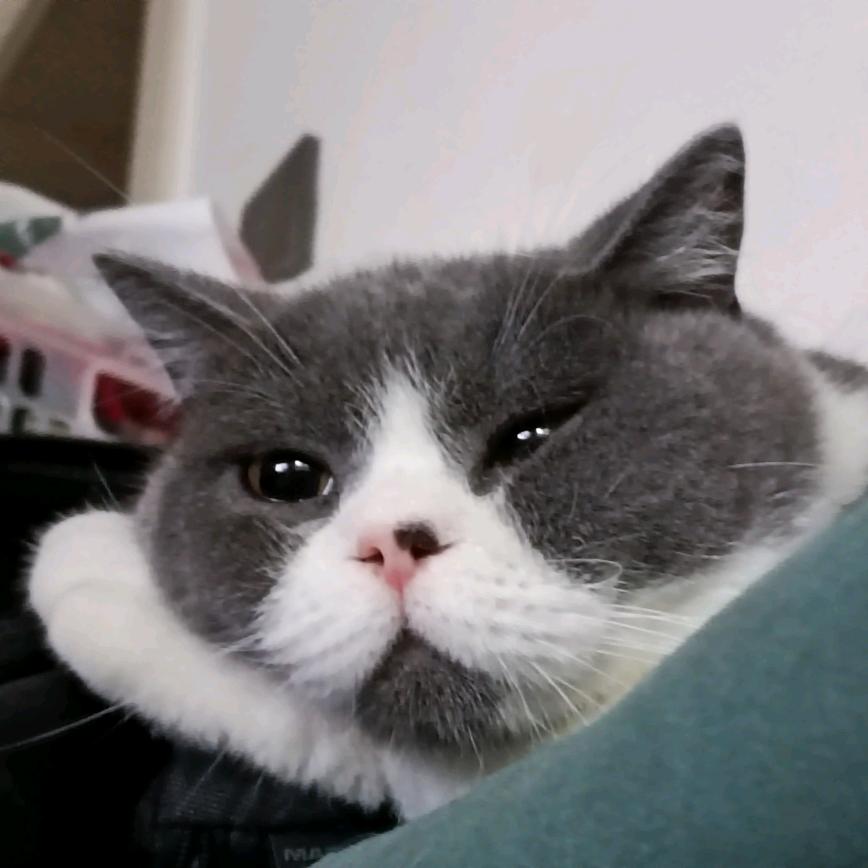 🐳豚豚