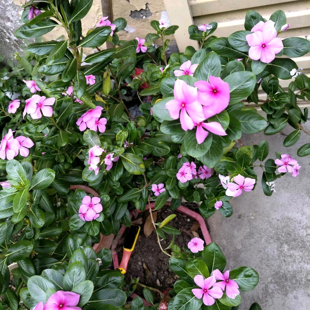 向往明天