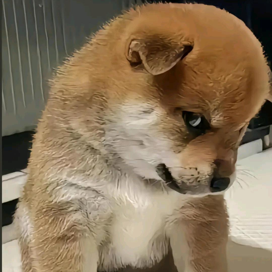 金哥，总有你一个喜欢的