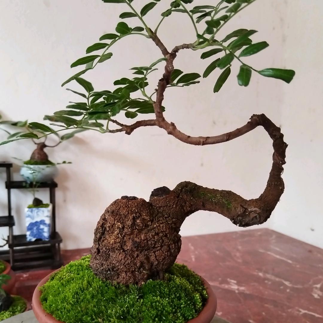 回芽清香木