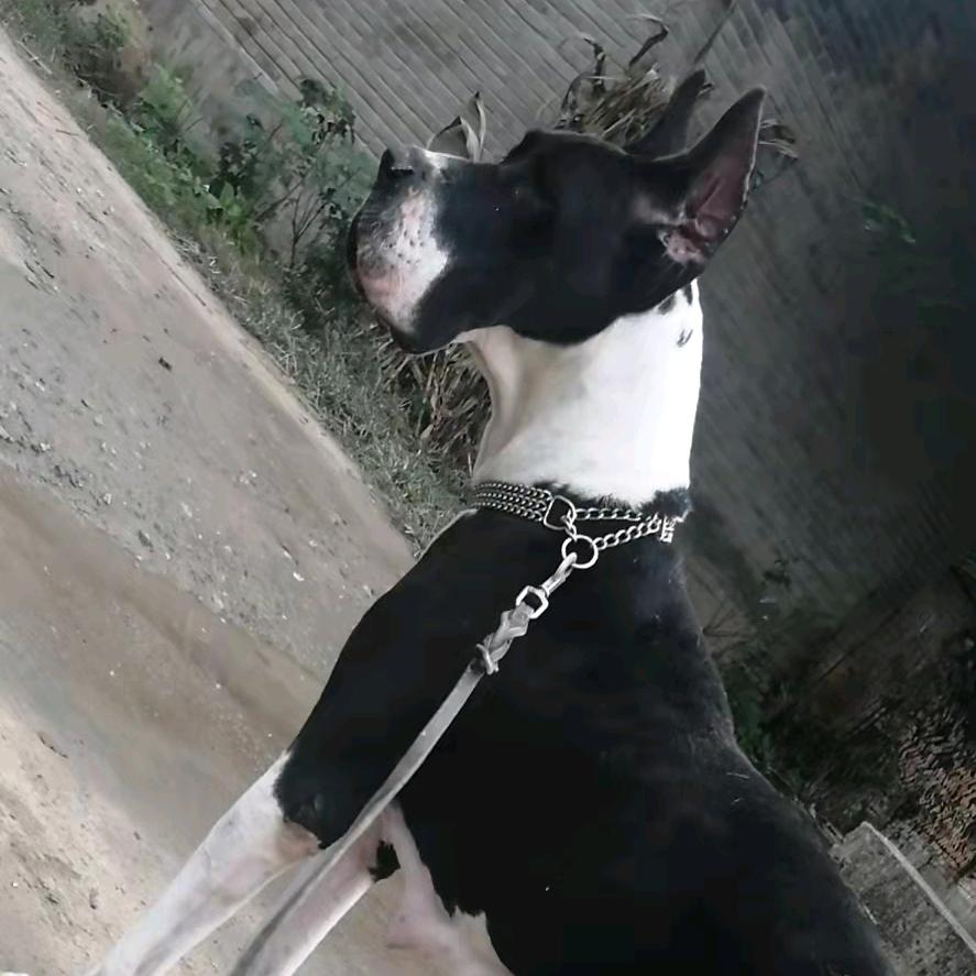 河南美系大丹