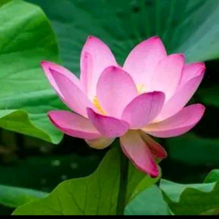 花开富贵73