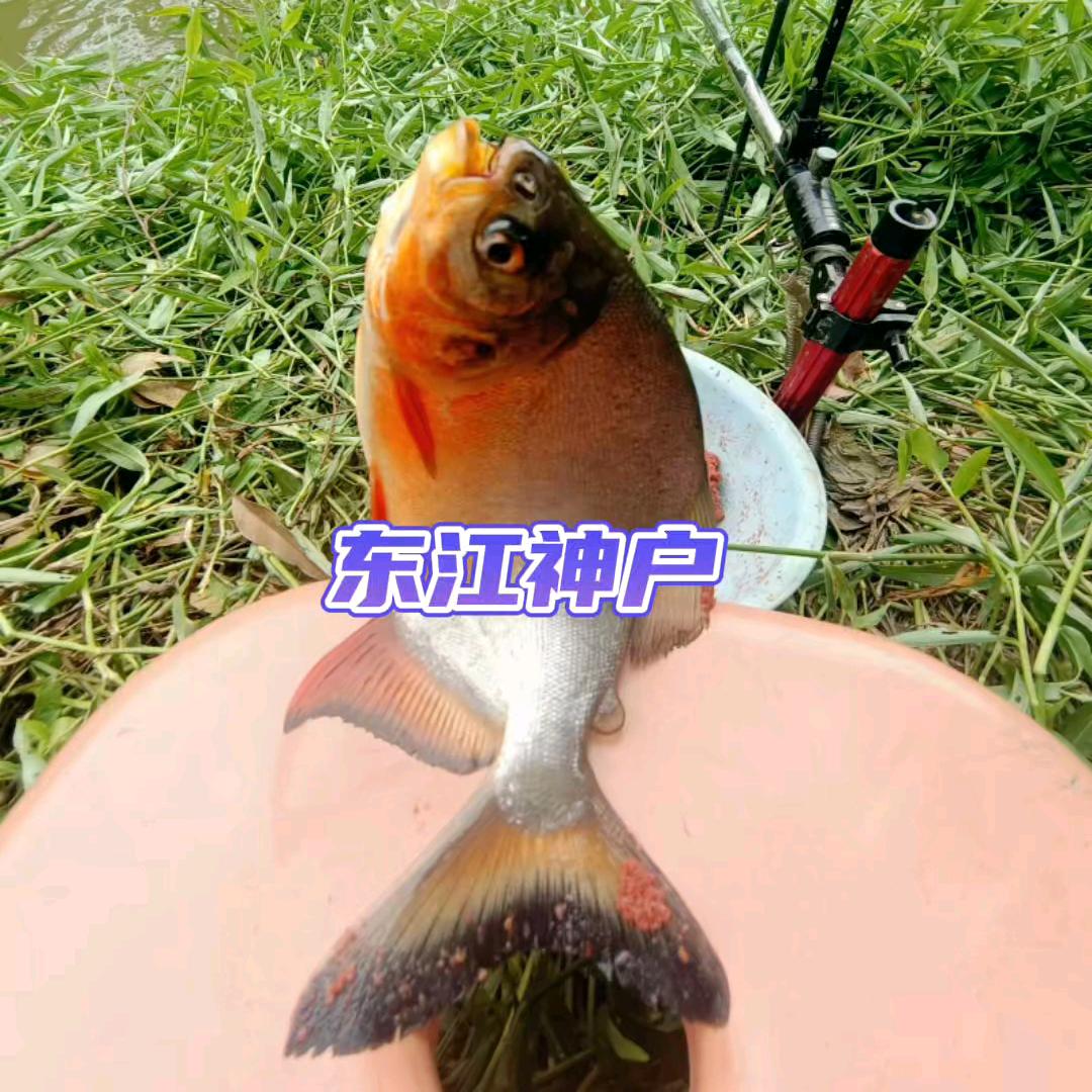 东江神户