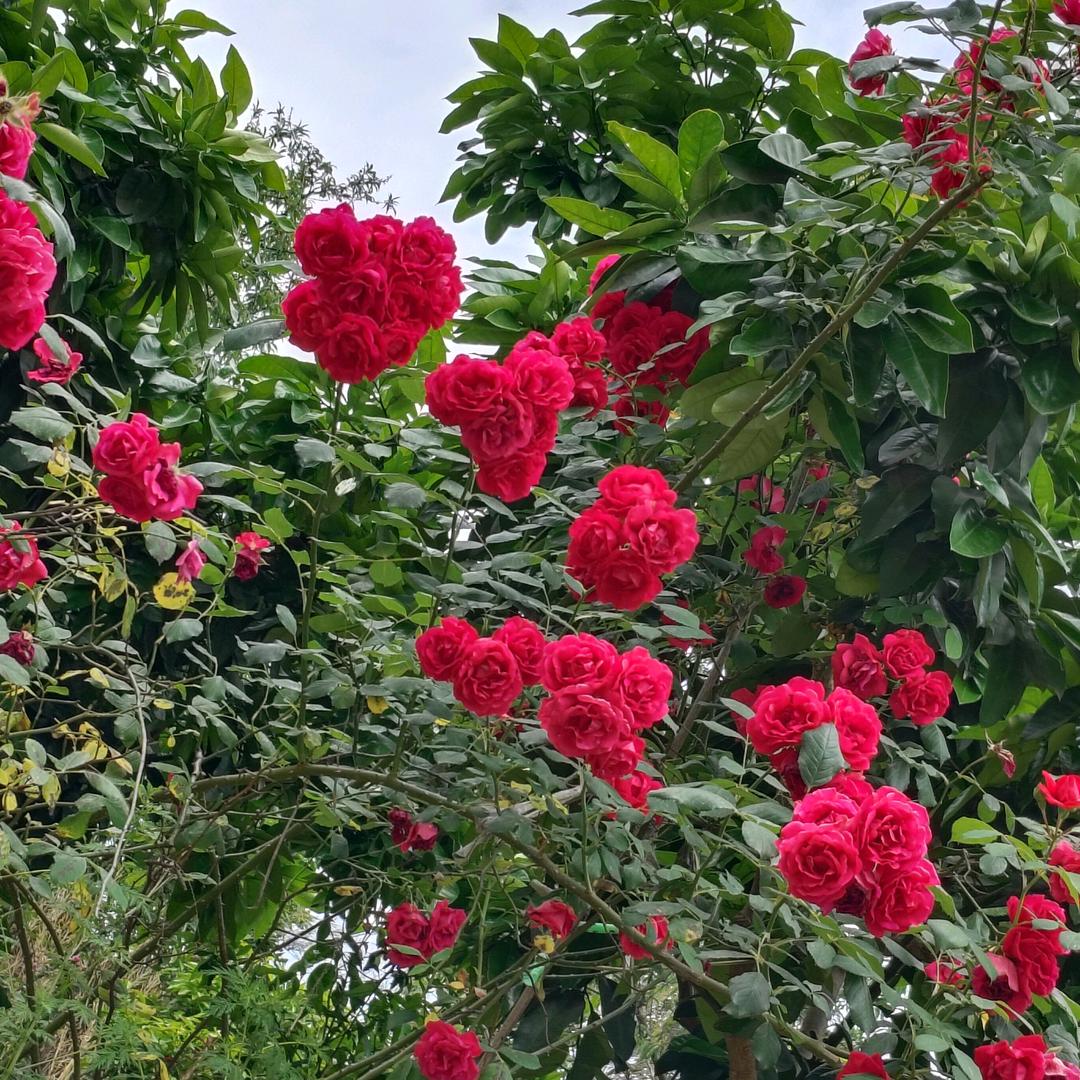 小财🌸迷