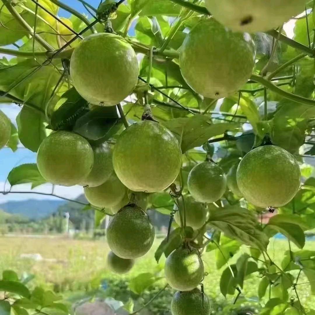 薄荷