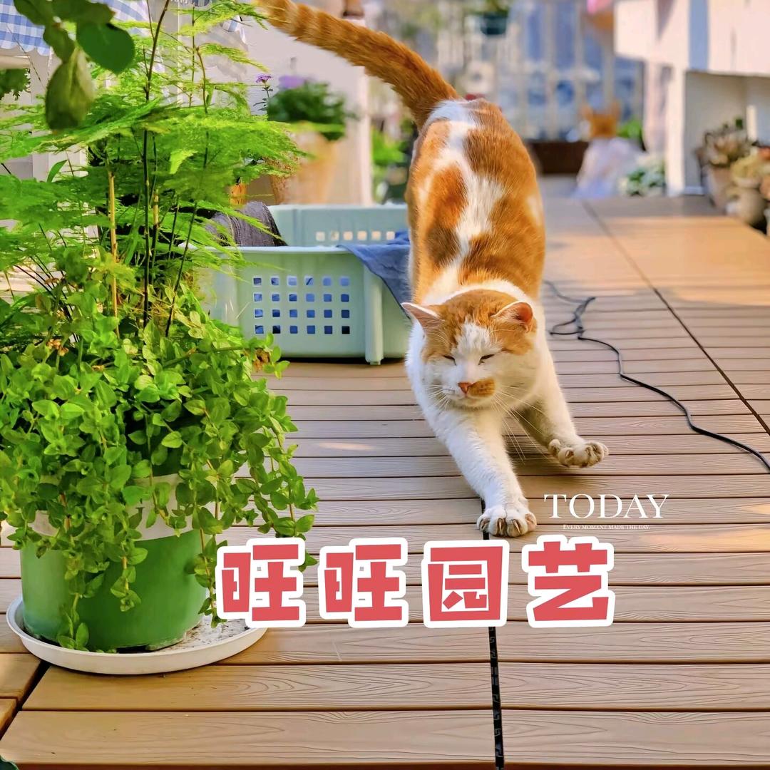 旺旺园艺