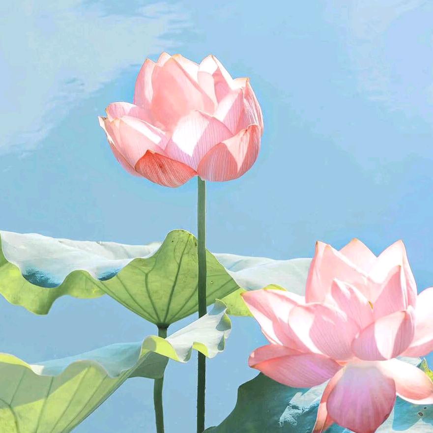 金枝  玉叶