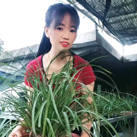 幽香兰馨