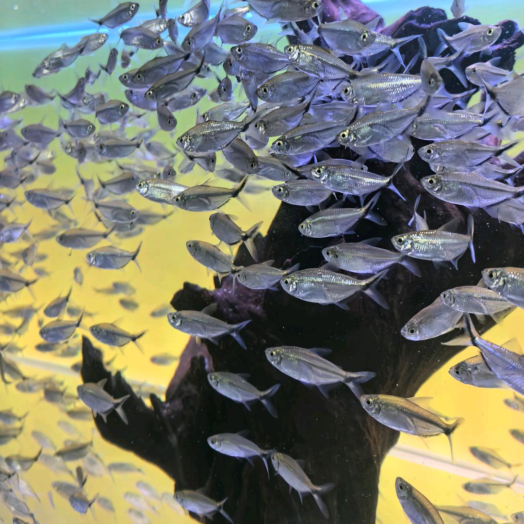希恩水族馆