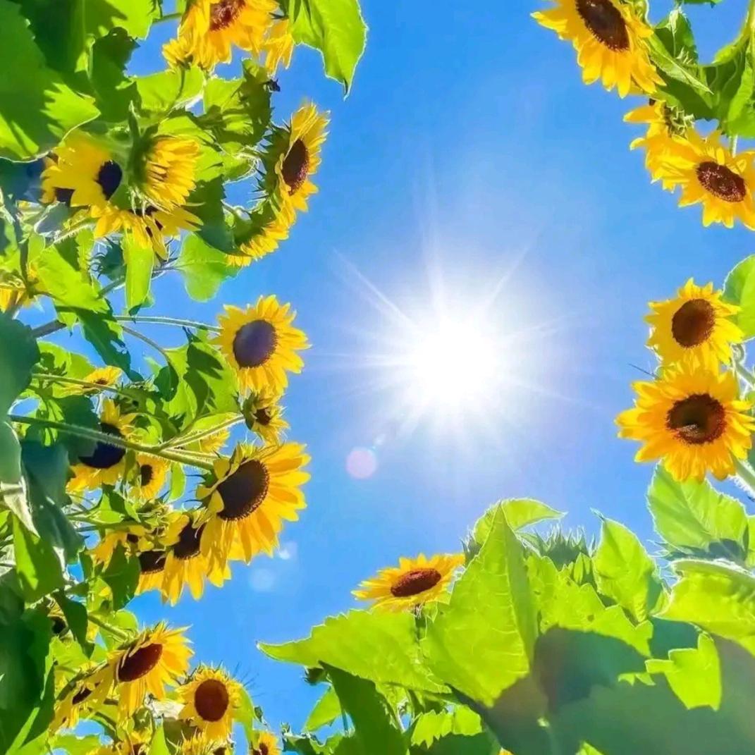 🍬暖阳☀️