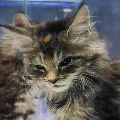 北